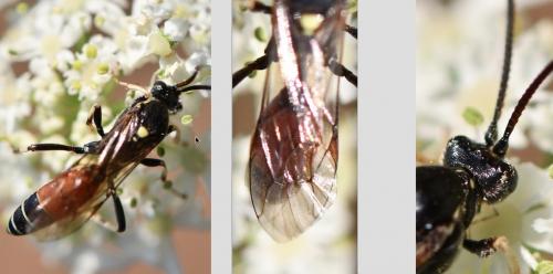 Réf. 264 933 : Ctenichneumon panzeri